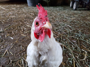 Angel (at Good Acres from Dec 2018 to May 2020)